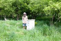 Honey Bee Lab